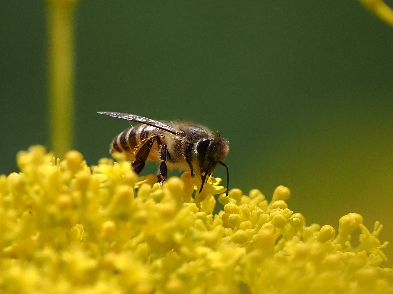 ニホンミツバチ 花鳥風枝 昆虫