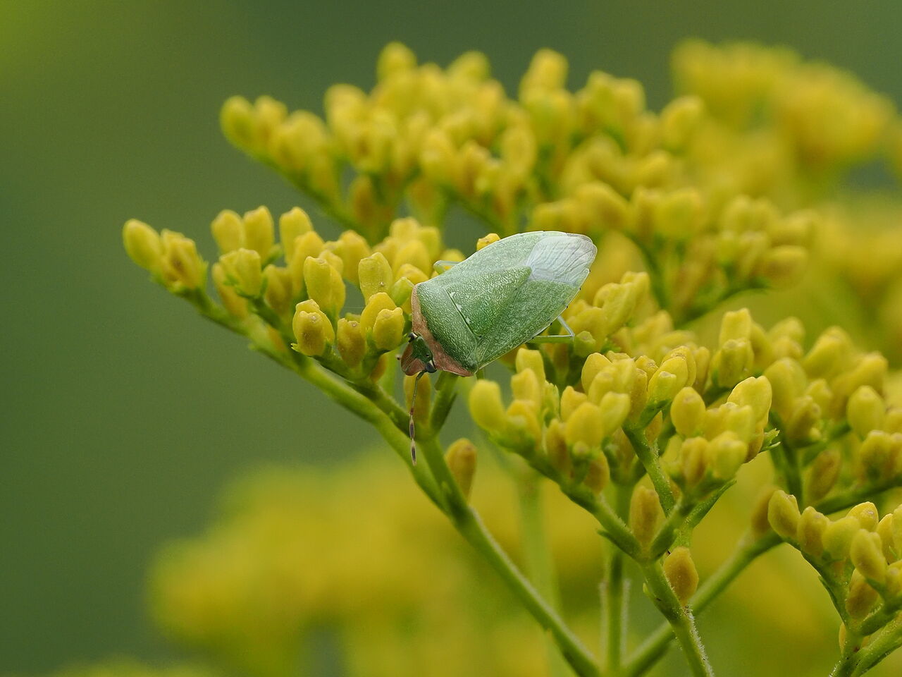 ミナミアオカメムシ 花鳥風枝 昆虫