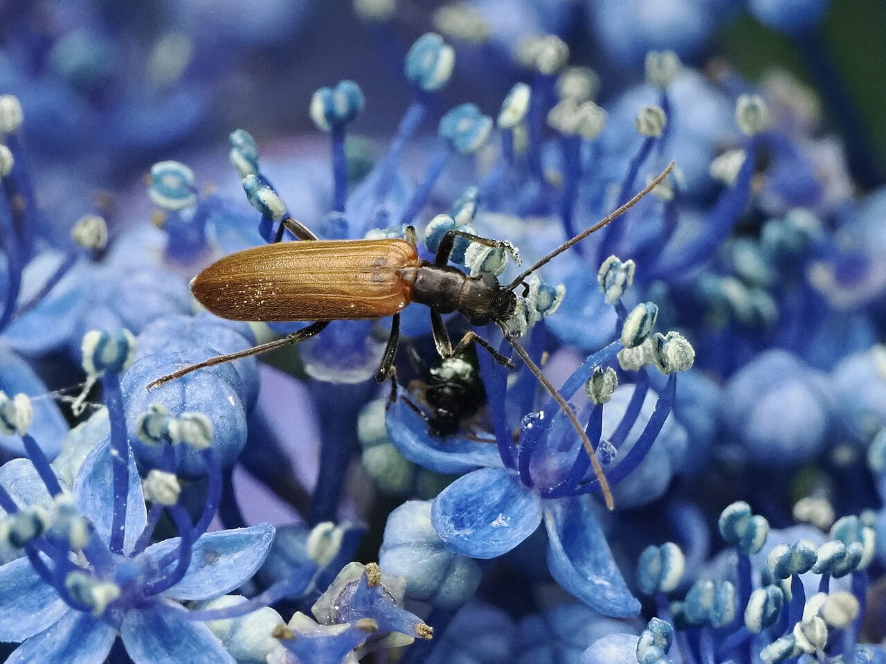 キバネカミキリモドキ : 花鳥風枝「昆虫」