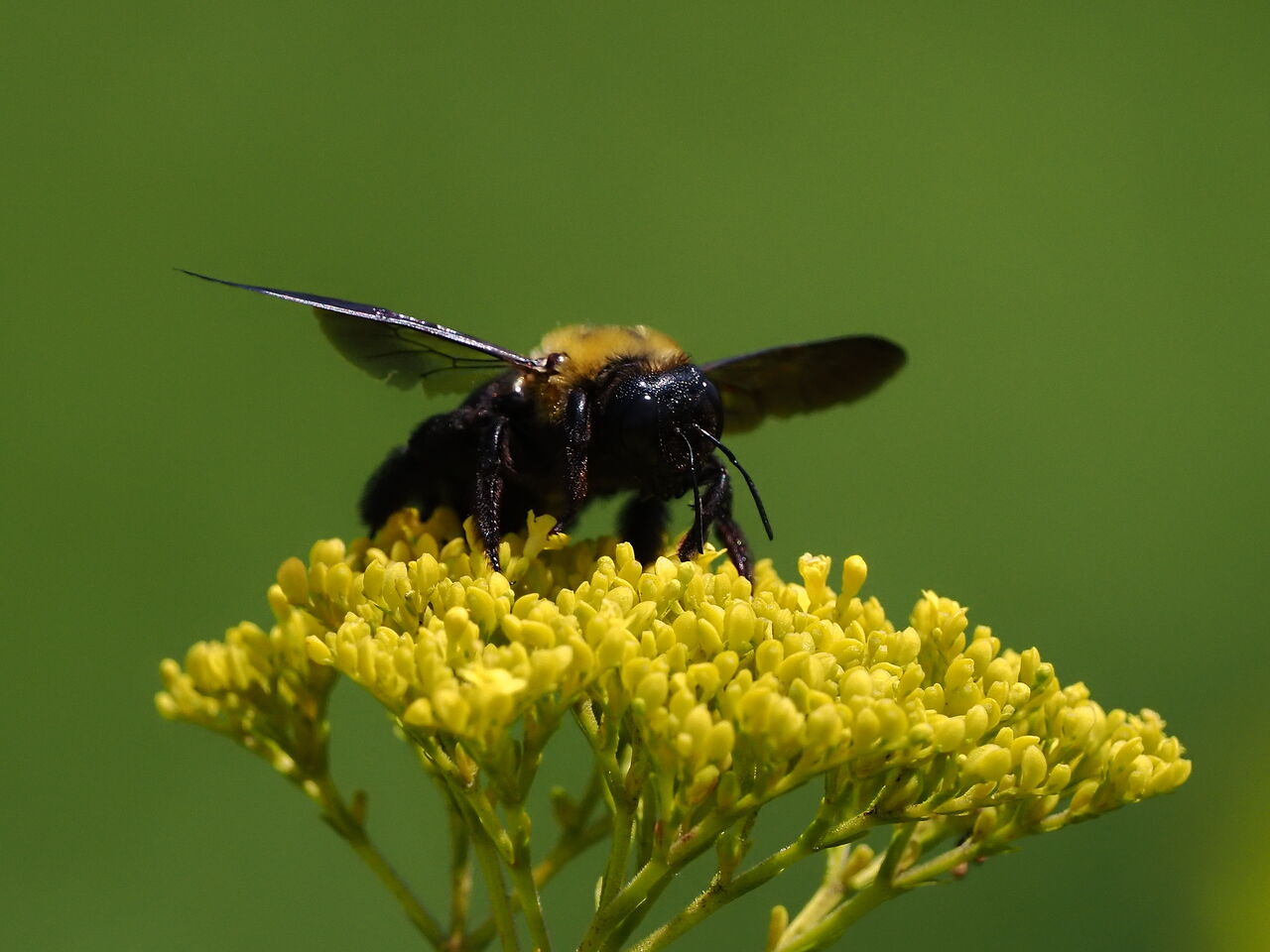 クマバチ 花鳥風枝 昆虫