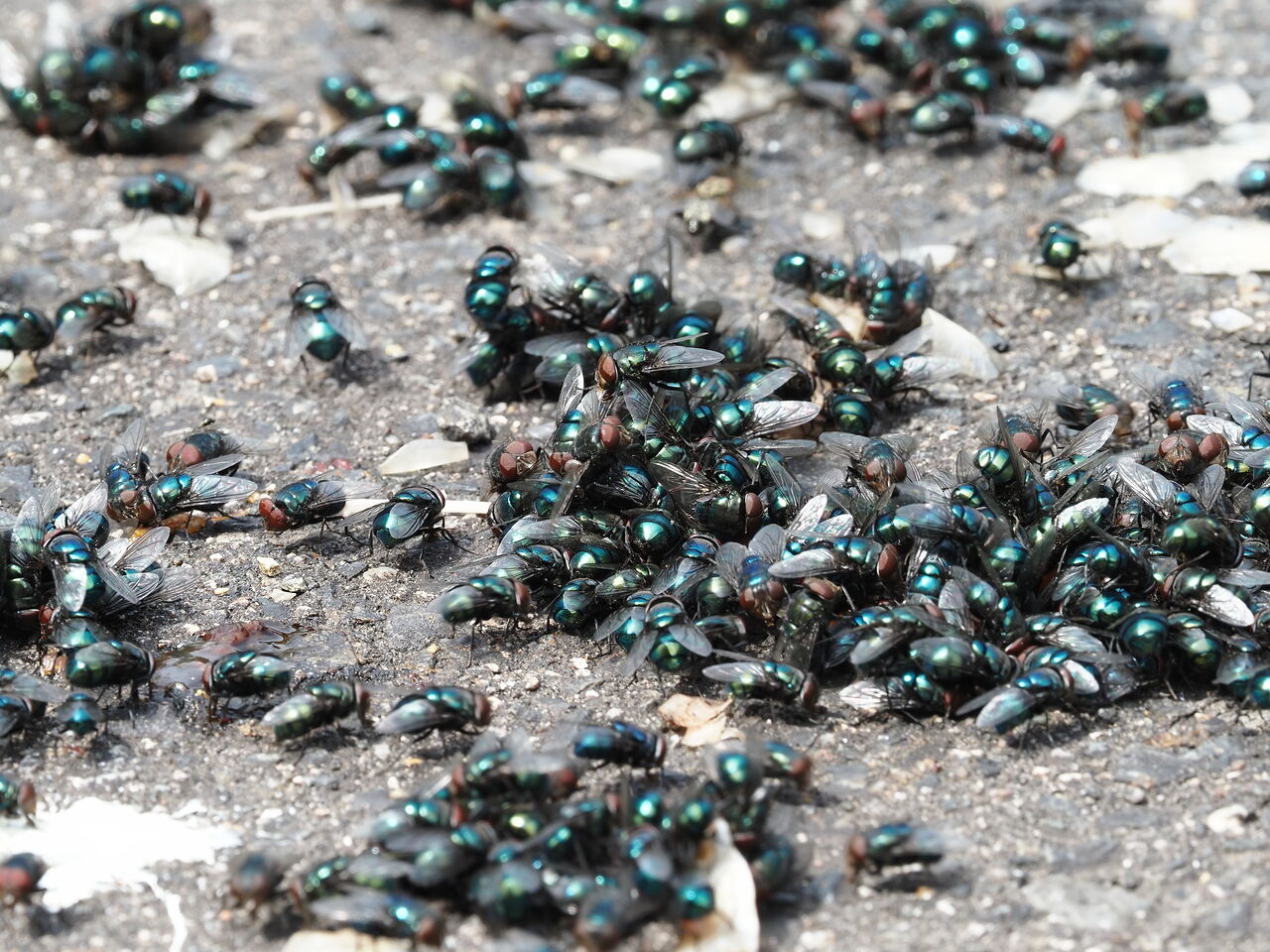 キンバエ 花鳥風枝 昆虫