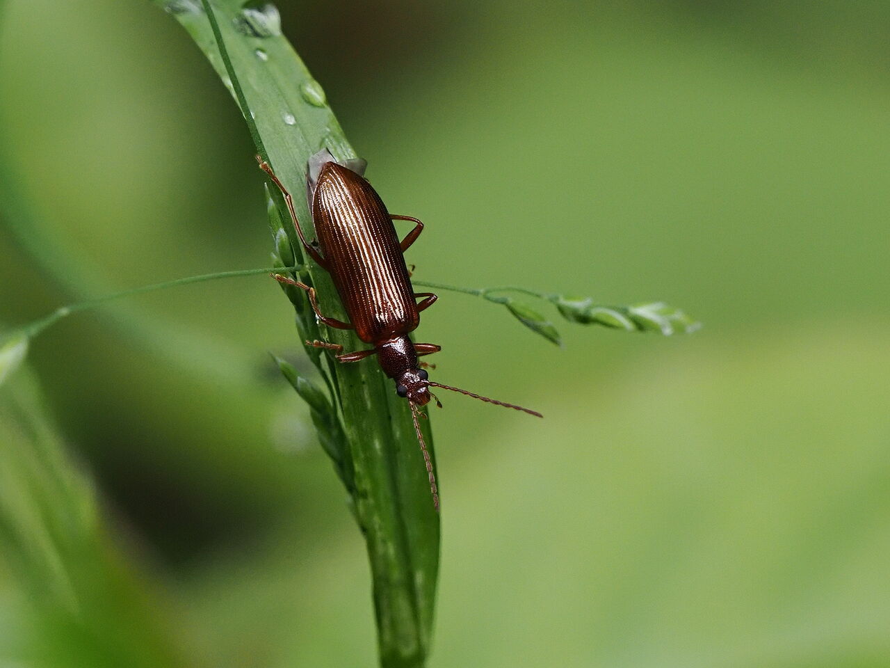 花鳥風枝「昆虫」	  ヒメナガキマワリ	コメント