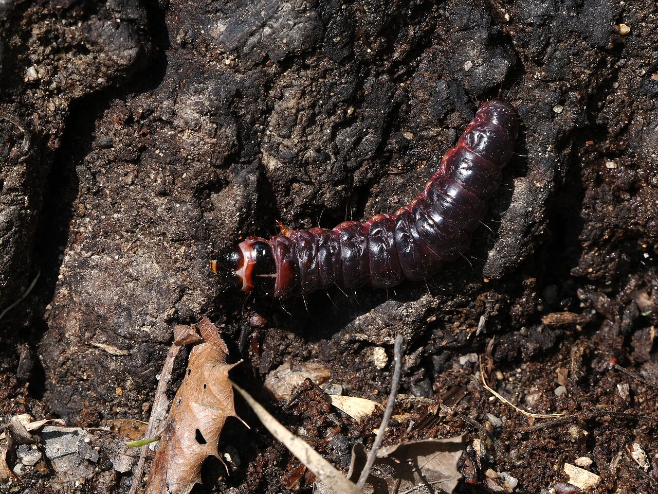 ボクトウガ幼虫 花鳥風枝 昆虫