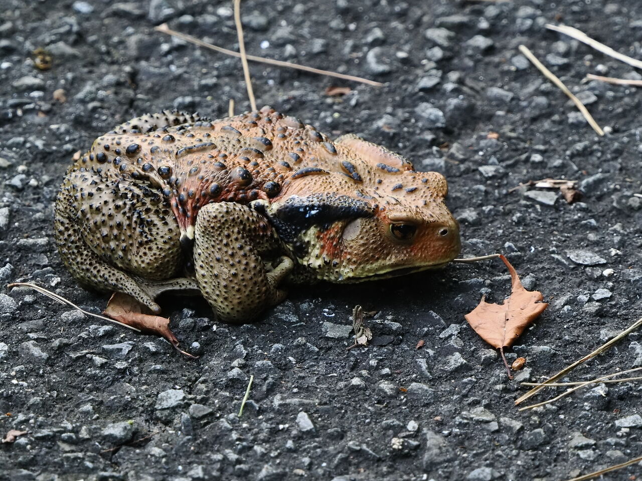 ヒキガエル(ニホンヒキガエル) : 花鳥風枝「昆虫」