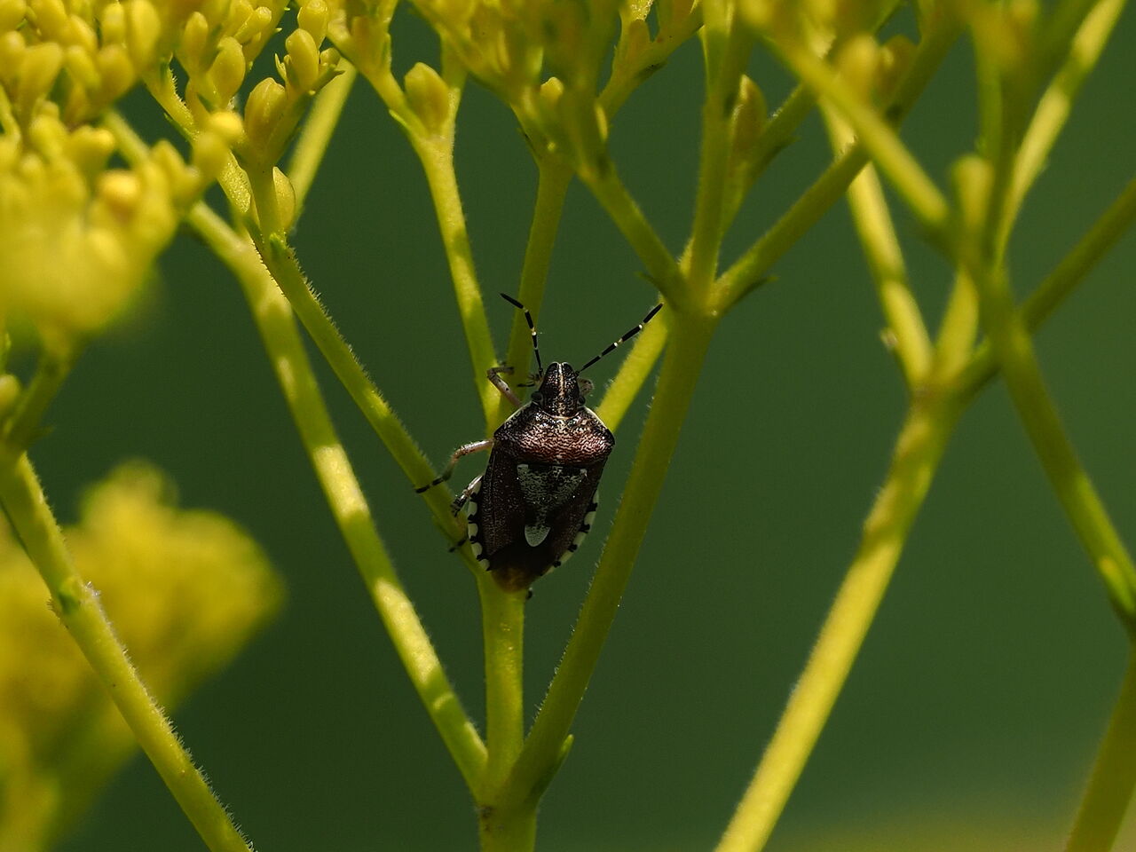 ブチヒゲカメムシ 花鳥風枝 昆虫
