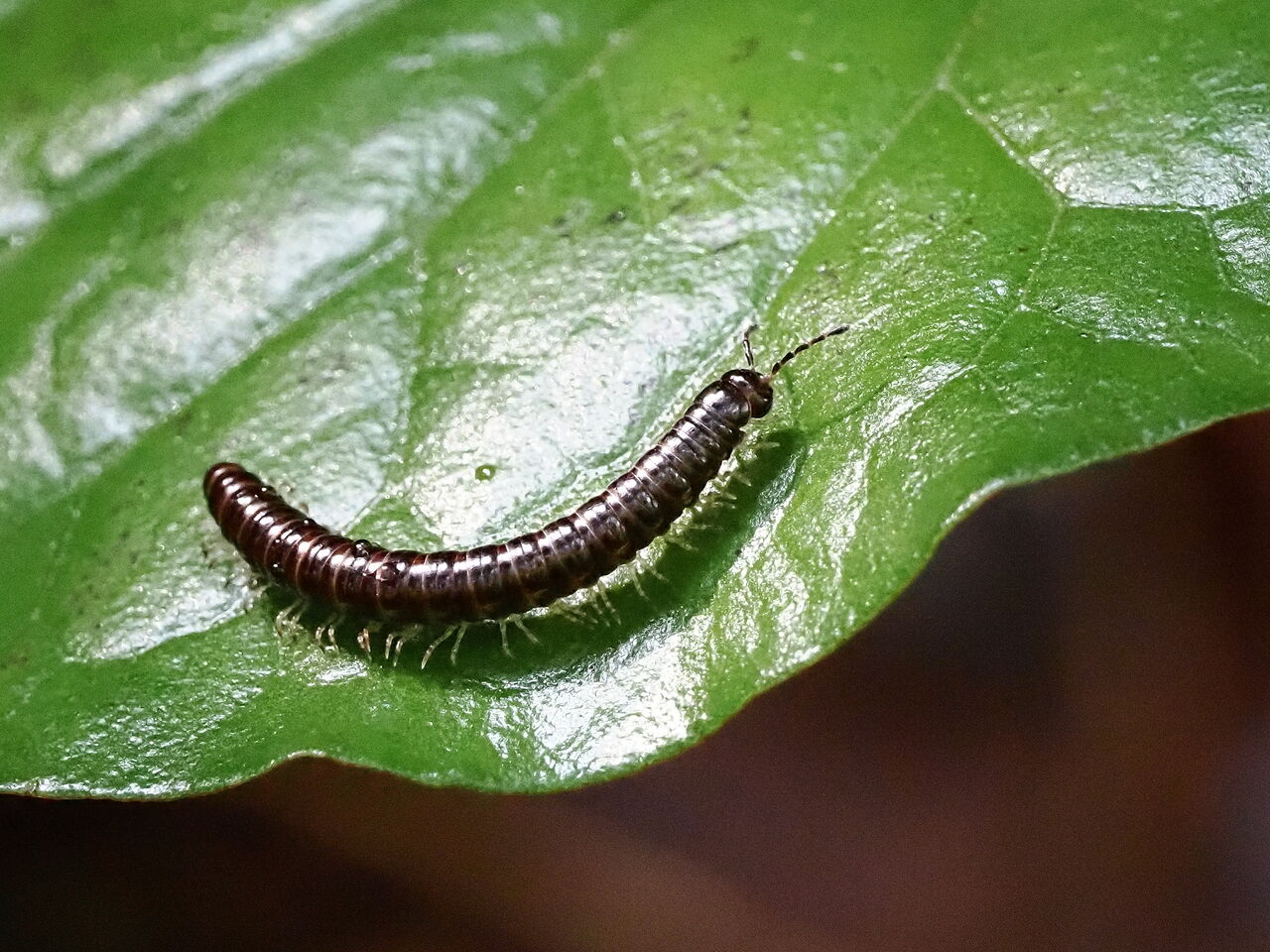 ヤスデの仲間 花鳥風枝 昆虫