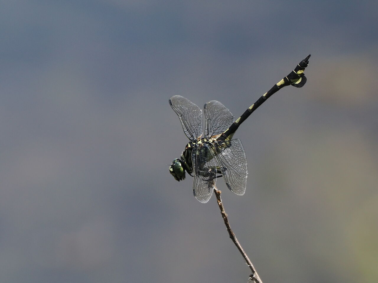 ウチワヤンマ 花鳥風枝 昆虫 ウチワヤンマ 花鳥風枝 昆虫
