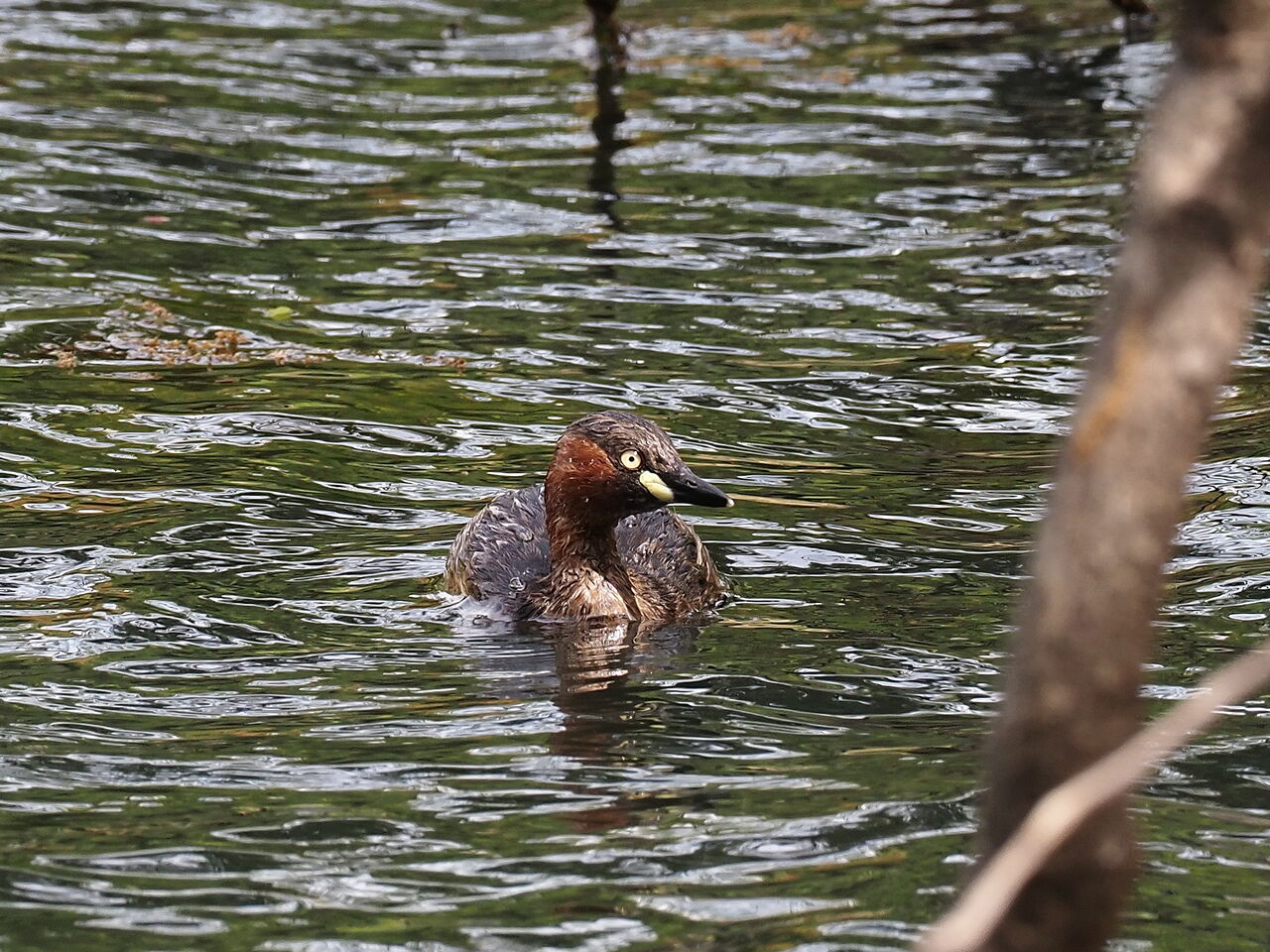 鳰 鳰