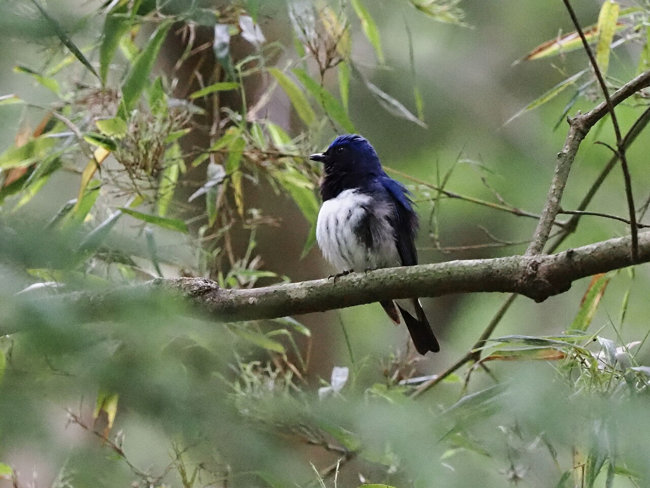 花鳥風枝 大瑠璃の羽繕い