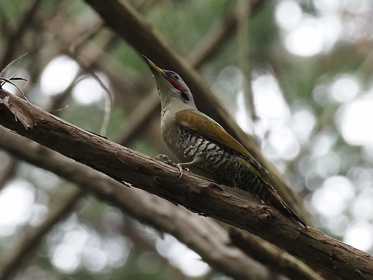 緑啄木鳥