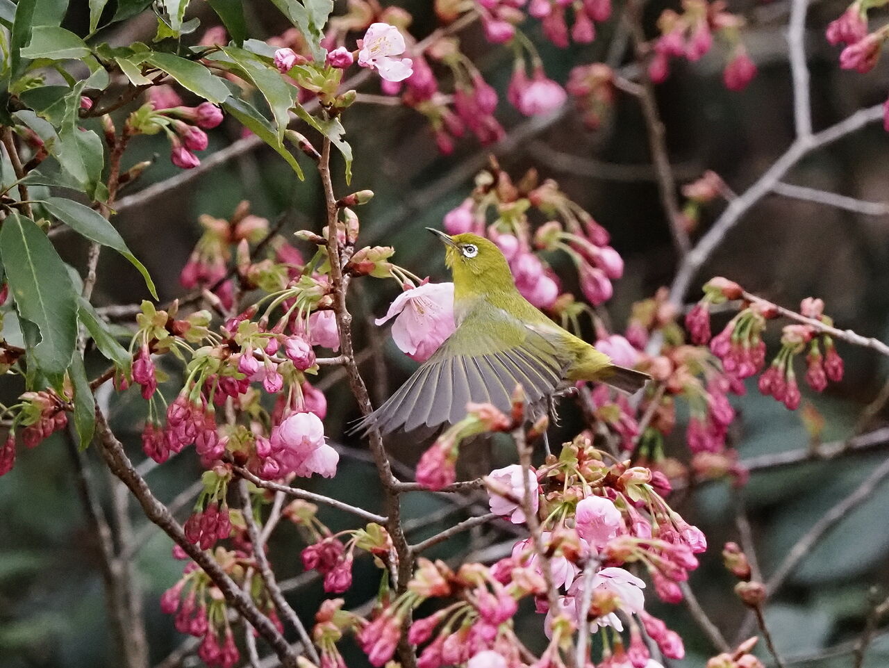 花鳥風枝 桜と目白