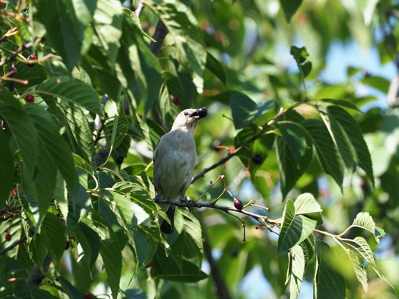 花鳥風枝 小椋鳥 花鳥風枝 小椋鳥