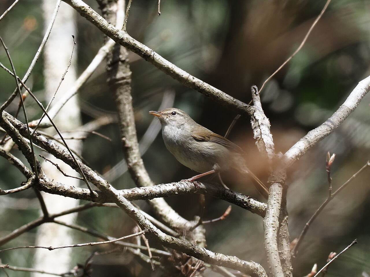 花鳥風枝 鶯