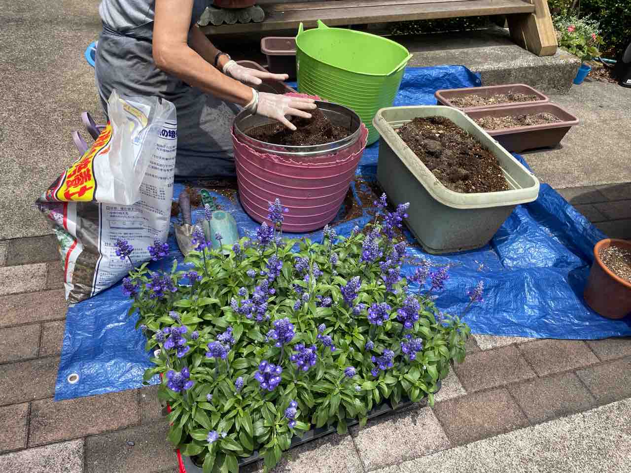 遅ればせの庭仕事 岡野久美子 ブログ