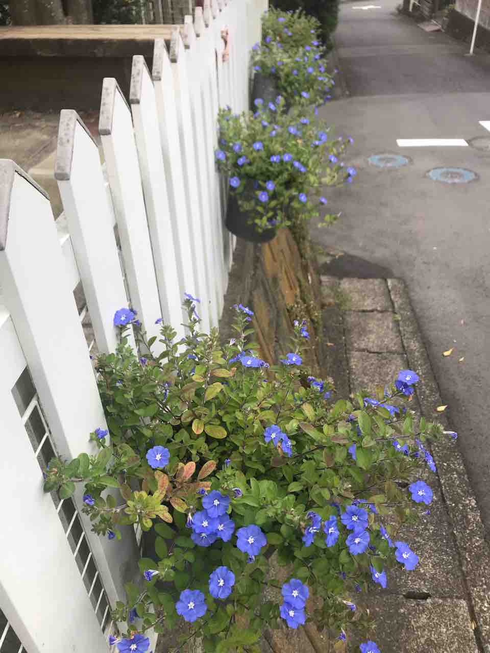 アメリカンブルーの切り戻し 岡野久美子 ブログ