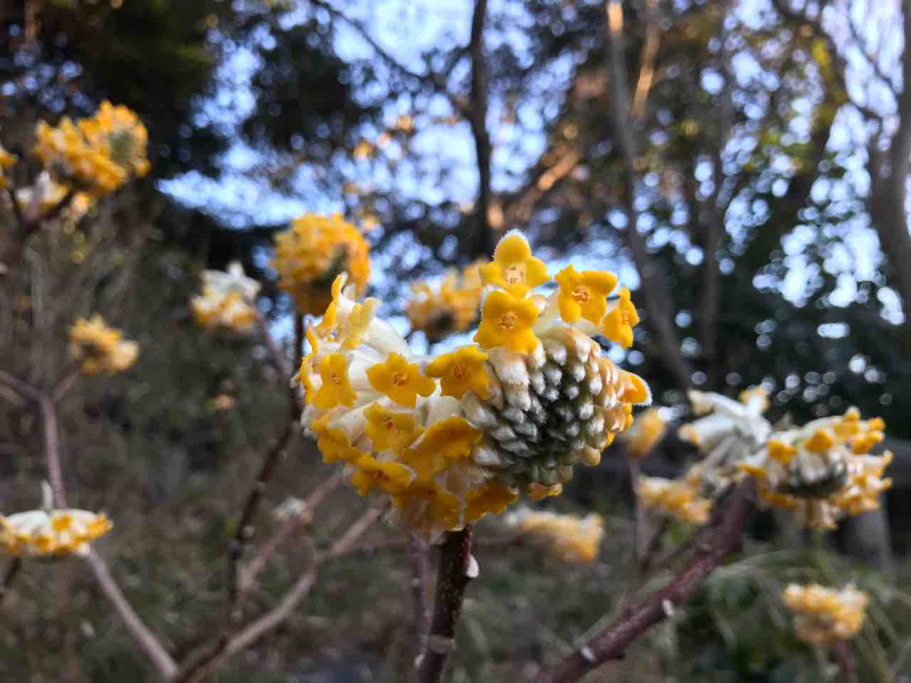 ミツマタの花 岡野久美子 ブログ