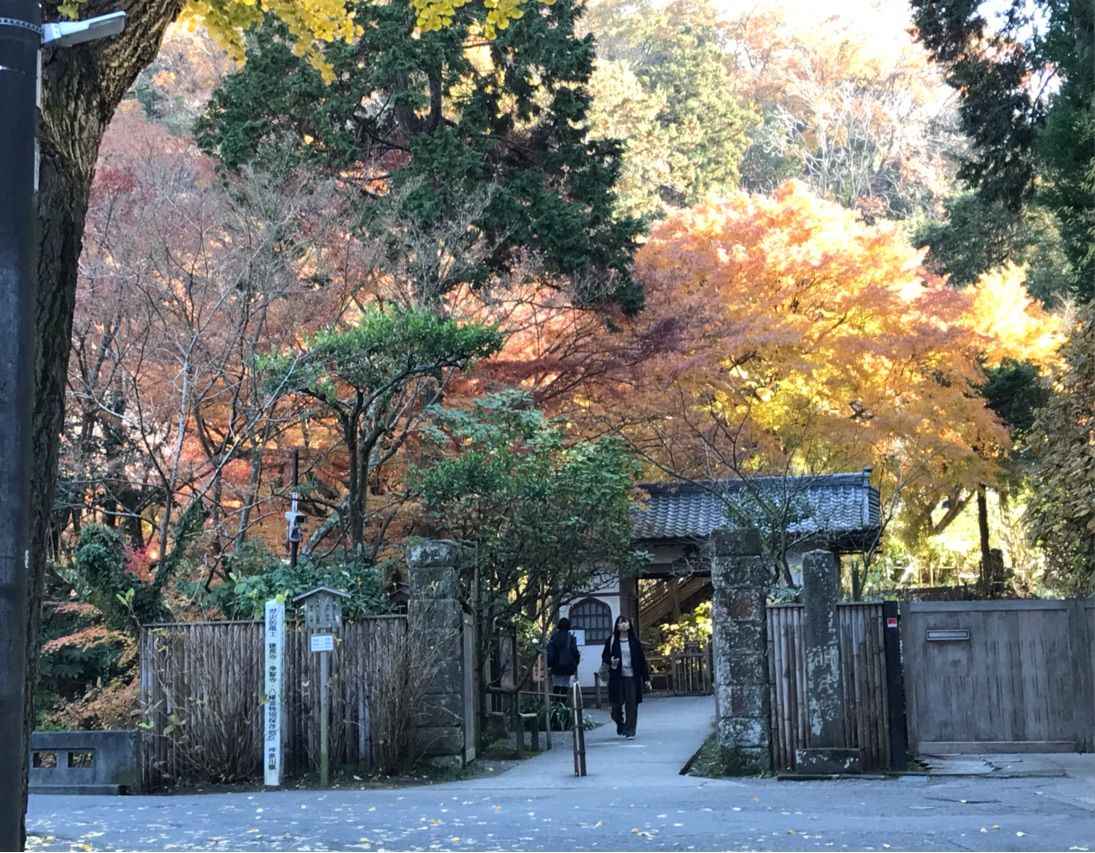 鎌倉明月院の紅葉 岡野久美子 ブログ 鎌倉明月院の紅葉 岡野久美子 ブログ
