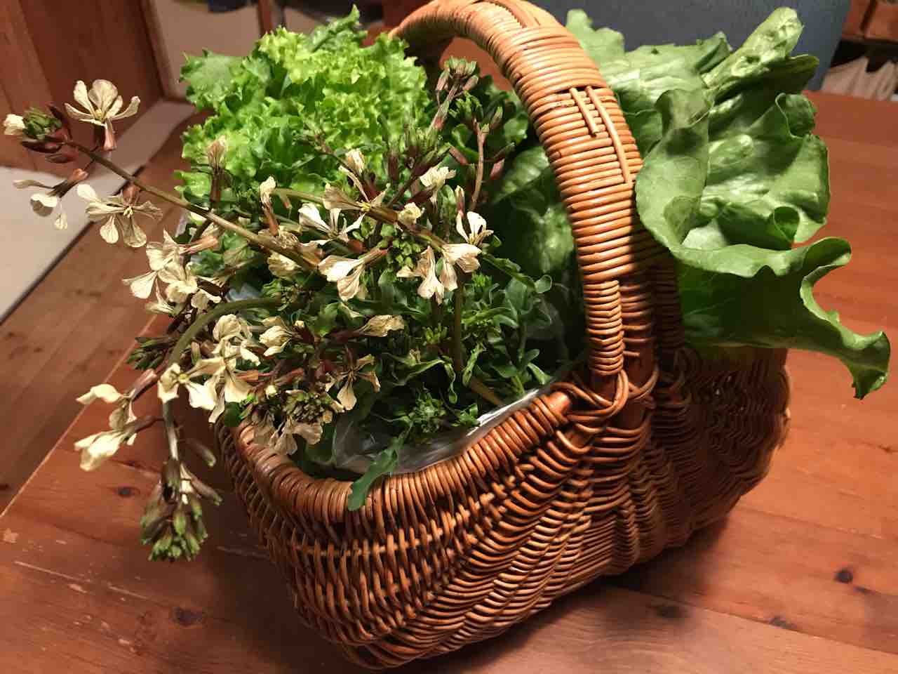 ルッコラの花 岡野久美子 ブログ