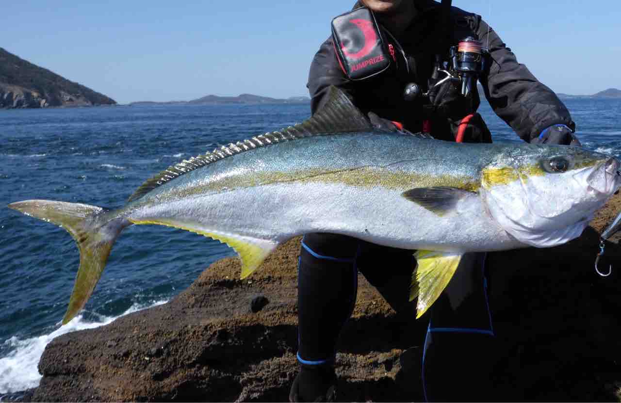 ヒラマサ届いた 岡野久美子 ブログ