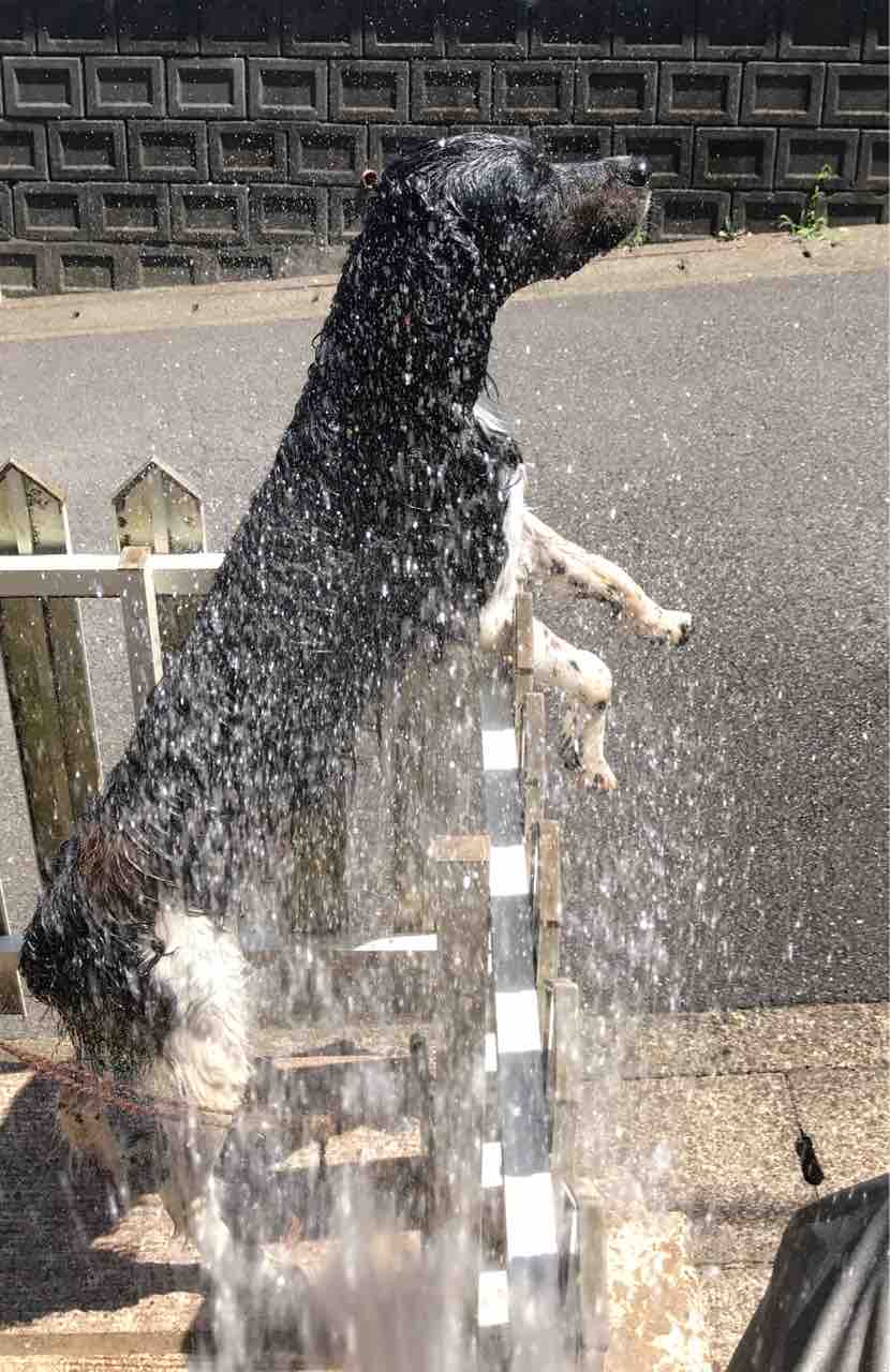 犬達と水浴び 岡野久美子 ブログ