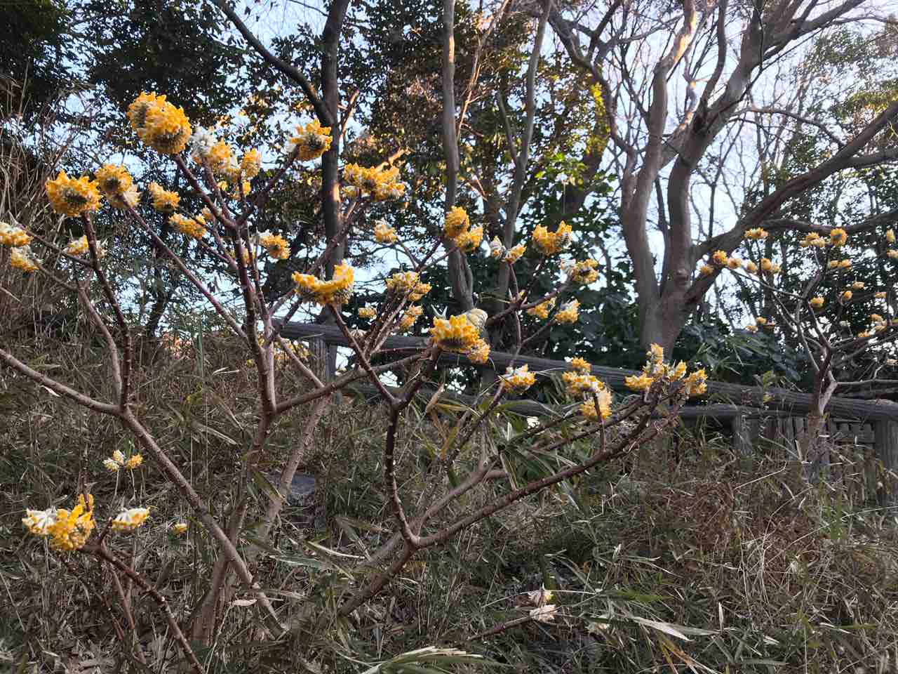 ミツマタの花 岡野久美子 ブログ