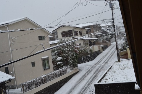 DSC_0518