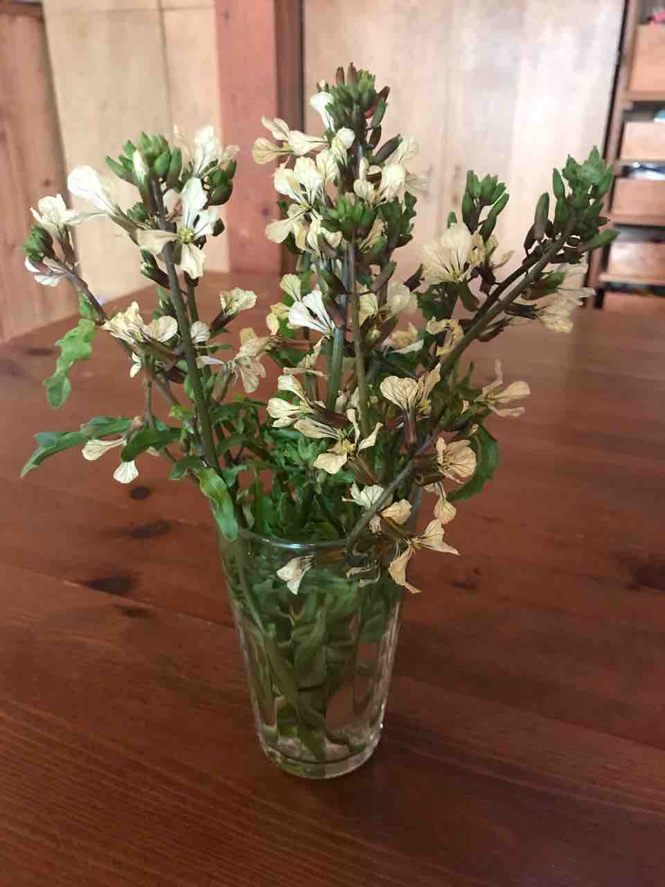 ルッコラの花 岡野久美子 ブログ