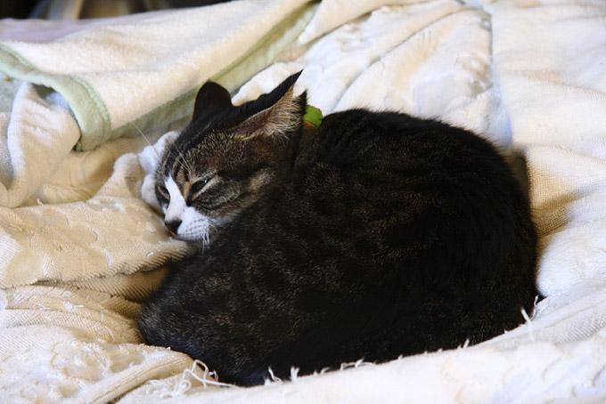 徹底的にぐちょぐちょのどろどろなナニで起きる日 夢幻空想綺界画帖 異録