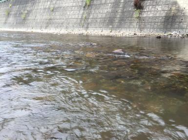 fc2blog_20160830063625499.jpg