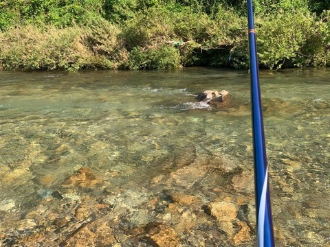 よっしゃさんの釣り日記 津保川