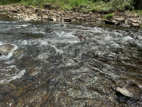 よっしゃさんの釣り日記 津保川