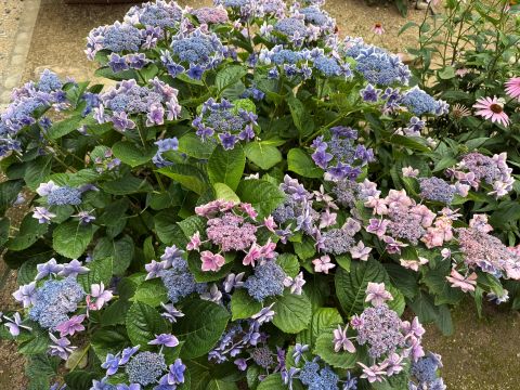 庭紫陽花