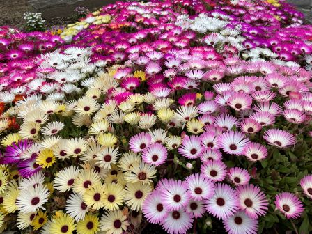 �ǥ�����