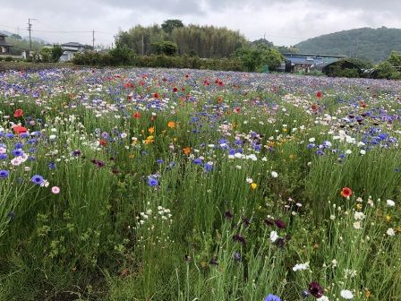 �䤰��ޤ���