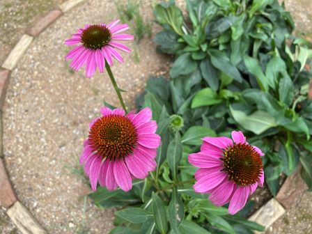 �����ʥ���