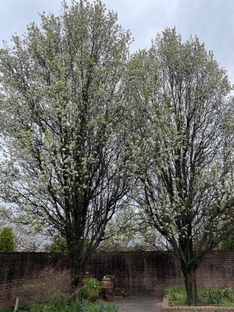 �ԥ饹���ԥΡ���2