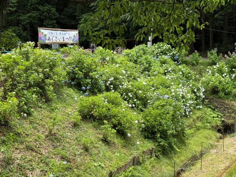 2026紫陽花まつり
