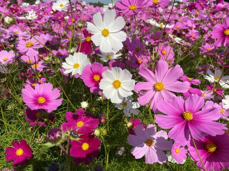 �����⥹Ȫ2