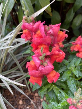 ���󥮥祽��