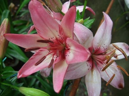 ¤æ¤ê¥Ô¥ó¥¯