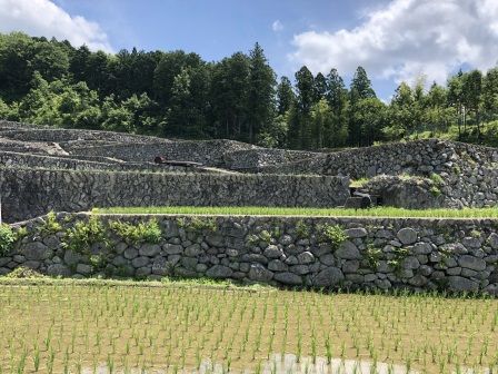 深野棚田7