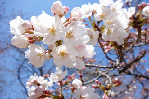 桜鶴舞