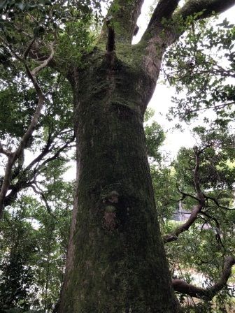 ���ɵ�����2