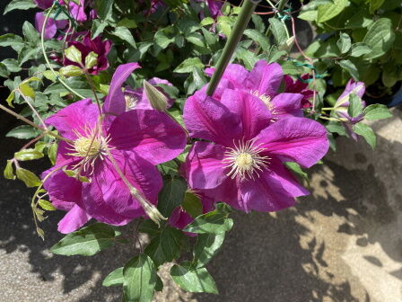 ����ޥ���