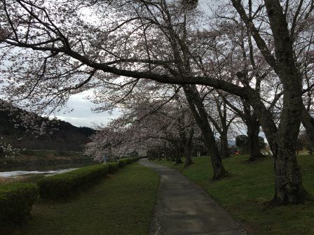 桜宮リバー