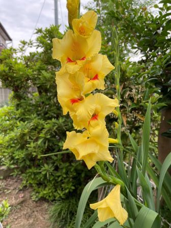 ���饸���饹