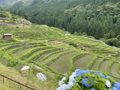 丸山千枚田4