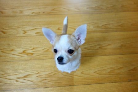 �Ϥ�����