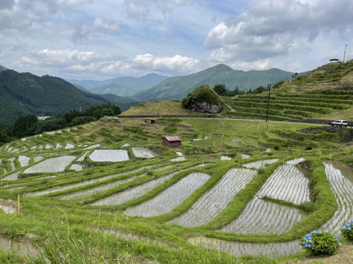 丸山千枚田2