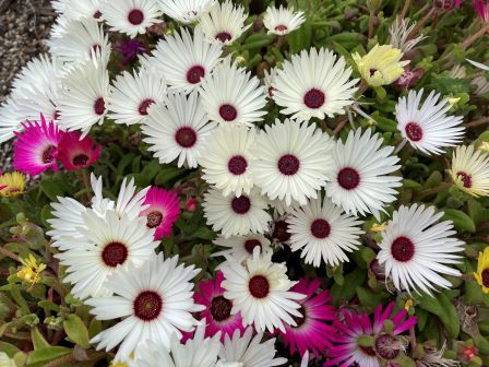 �ǥ�����